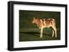Holstein-Jersey Mix Calf-DLILLC-Framed Photographic Print