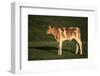 Holstein-Jersey Mix Calf-DLILLC-Framed Photographic Print