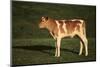 Holstein-Jersey Mix Calf-DLILLC-Mounted Photographic Print