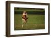 Holstein-Jersey Mix Calf-DLILLC-Framed Photographic Print