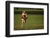 Holstein-Jersey Mix Calf-DLILLC-Framed Photographic Print