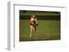 Holstein-Jersey Mix Calf-DLILLC-Framed Photographic Print