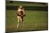 Holstein-Jersey Mix Calf-DLILLC-Mounted Photographic Print