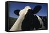 Holstein-DLILLC-Framed Stretched Canvas