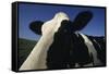 Holstein-DLILLC-Framed Stretched Canvas