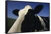 Holstein-DLILLC-Framed Stretched Canvas