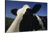 Holstein-DLILLC-Stretched Canvas