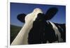 Holstein-DLILLC-Framed Photographic Print