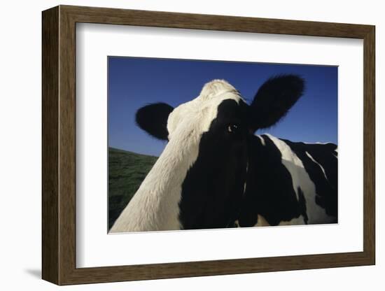 Holstein-DLILLC-Framed Photographic Print