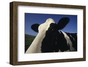 Holstein-DLILLC-Framed Photographic Print