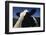 Holstein-DLILLC-Framed Photographic Print