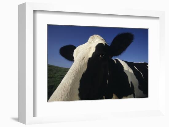 Holstein-DLILLC-Framed Photographic Print