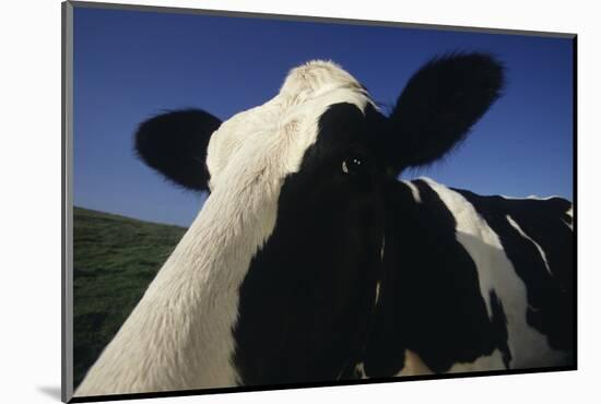 Holstein-DLILLC-Mounted Photographic Print