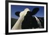 Holstein-DLILLC-Framed Photographic Print