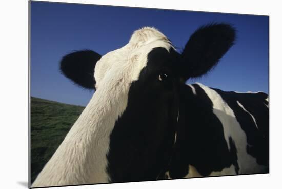 Holstein-DLILLC-Mounted Photographic Print