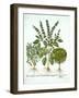 Holy Basil, and Two Further Varieties of Basil, from 'Hortus Eystettensis', by Basil Besler (1561-1-German School-Framed Giclee Print