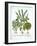 Holy Basil, and Two Further Varieties of Basil, from 'Hortus Eystettensis', by Basil Besler (1561-1-German School-Framed Giclee Print