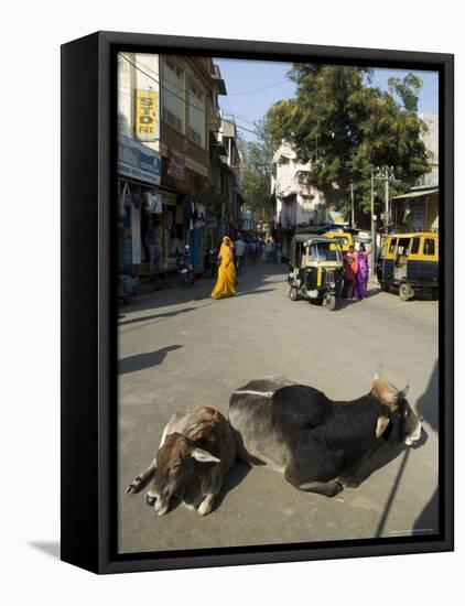 Holy Cows on Streets of Dungarpur, Rajasthan, India-Robert Harding-Framed Stretched Canvas