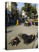 Holy Cows on Streets of Dungarpur, Rajasthan, India-Robert Harding-Stretched Canvas