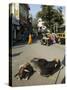 Holy Cows on Streets of Dungarpur, Rajasthan, India-Robert Harding-Stretched Canvas