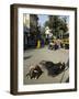 Holy Cows on Streets of Dungarpur, Rajasthan, India-Robert Harding-Framed Photographic Print