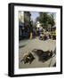 Holy Cows on Streets of Dungarpur, Rajasthan, India-Robert Harding-Framed Photographic Print