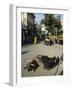 Holy Cows on Streets of Dungarpur, Rajasthan, India-Robert Harding-Framed Photographic Print