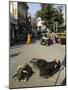 Holy Cows on Streets of Dungarpur, Rajasthan, India-Robert Harding-Mounted Photographic Print