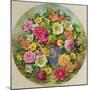 Homage to the Wild Rose-Albert Williams-Mounted Giclee Print