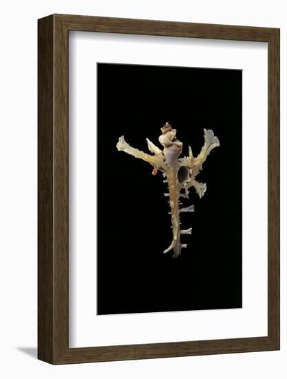 Homalocantha Anomaliae-Paul Starosta-Framed Photographic Print