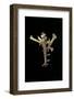 Homalocantha Anomaliae-Paul Starosta-Framed Photographic Print