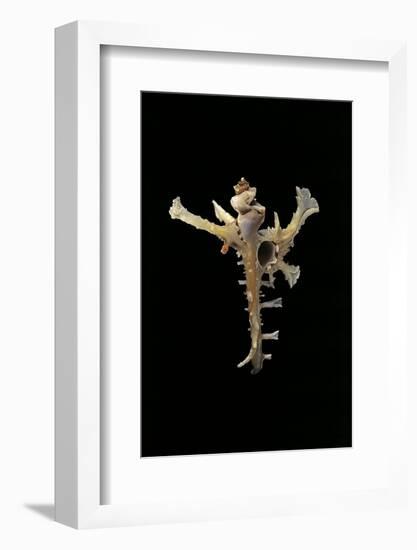 Homalocantha Anomaliae-Paul Starosta-Framed Photographic Print