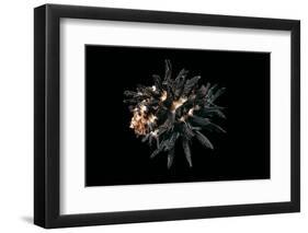 Homalocantha Melanamathos Chinii-Paul Starosta-Framed Photographic Print