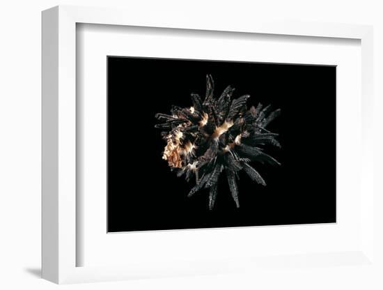 Homalocantha Melanamathos Chinii-Paul Starosta-Framed Photographic Print