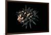 Homalocantha Melanamathos Chinii-Paul Starosta-Framed Photographic Print