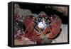 Homarus Gammarus.Lobster. Atlantic Ocean, Norway-Reinhard Dirscherl-Framed Stretched Canvas