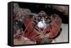 Homarus Gammarus.Lobster. Atlantic Ocean, Norway-Reinhard Dirscherl-Framed Stretched Canvas