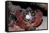 Homarus Gammarus.Lobster. Atlantic Ocean, Norway-Reinhard Dirscherl-Framed Stretched Canvas