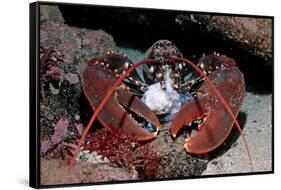 Homarus Gammarus.Lobster. Atlantic Ocean, Norway-Reinhard Dirscherl-Framed Stretched Canvas