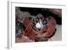 Homarus Gammarus.Lobster. Atlantic Ocean, Norway-Reinhard Dirscherl-Framed Photographic Print