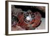 Homarus Gammarus.Lobster. Atlantic Ocean, Norway-Reinhard Dirscherl-Framed Photographic Print