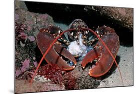 Homarus Gammarus.Lobster. Atlantic Ocean, Norway-Reinhard Dirscherl-Mounted Photographic Print