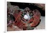 Homarus Gammarus.Lobster. Atlantic Ocean, Norway-Reinhard Dirscherl-Framed Photographic Print