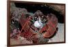 Homarus Gammarus.Lobster. Atlantic Ocean, Norway-Reinhard Dirscherl-Framed Photographic Print