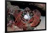 Homarus Gammarus.Lobster. Atlantic Ocean, Norway-Reinhard Dirscherl-Framed Photographic Print