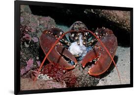 Homarus Gammarus.Lobster. Atlantic Ocean, Norway-Reinhard Dirscherl-Framed Photographic Print