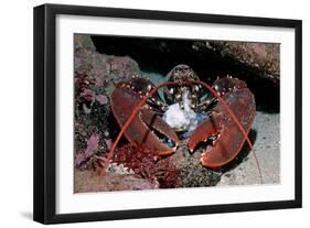 Homarus Gammarus.Lobster. Atlantic Ocean, Norway-Reinhard Dirscherl-Framed Photographic Print