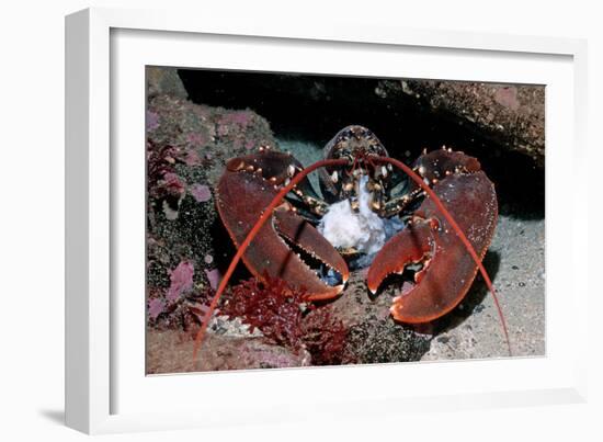 Homarus Gammarus.Lobster. Atlantic Ocean, Norway-Reinhard Dirscherl-Framed Photographic Print