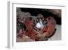 Homarus Gammarus.Lobster. Atlantic Ocean, Norway-Reinhard Dirscherl-Framed Photographic Print