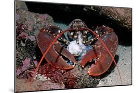 Homarus Gammarus.Lobster. Atlantic Ocean, Norway-Reinhard Dirscherl-Mounted Photographic Print